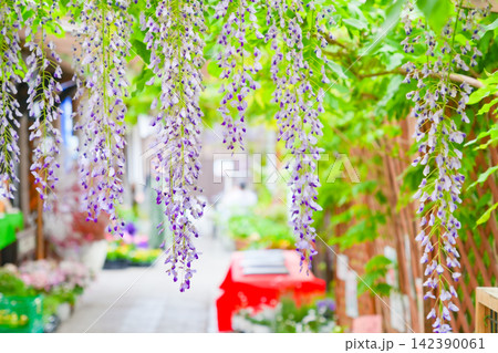 春の風景を彩る垂れ下がった紫の藤の花 春の風景を彩る垂れ下がった紫の藤の花 142390061