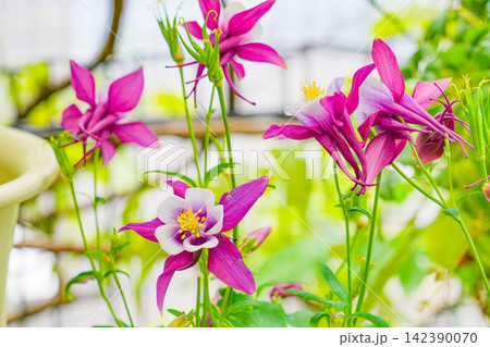 鮮やかな赤紫と白のオダマキの花 鮮やかな赤紫と白のオダマキの花 142390070