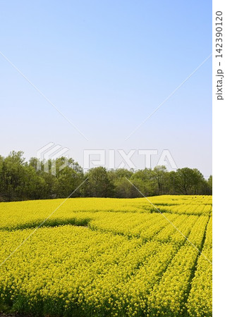 春の長池憩いの森公園に広がる菜の花畑(新潟県胎内市) 春の長池憩いの森公園に広がる菜の花畑(新潟県胎内市) 142390120