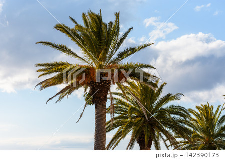 A vibrant scene featuring tall palm trees against a partly cloudy sky 142390173