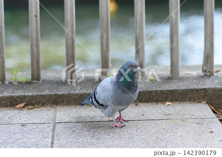 A single silvery-gray pigeon standing on concrete pavement in an outdoor setting. A single silvery-gray pigeon standing on concrete pavement in an outdoor setting. 142390179