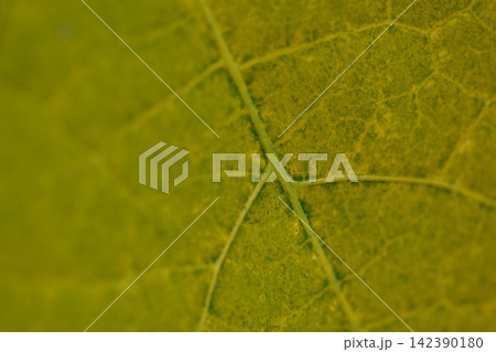 A macro photograph focusing on a leaf's intricate vascular network, emphasizing its fine details A macro photograph focusing on a leaf's intricate vascular network, emphasizing its fine details 142390180
