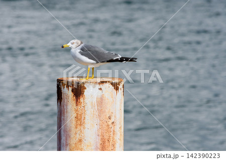 A solitary seagull standing in quiet contemplation atop a weathered metal post amidst a vast undulating water background 142390223
