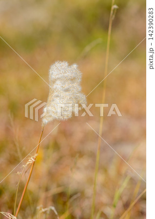 A close-up photograph showing a delicate, feathery plant with a soft, natural setting A close-up photograph showing a delicate, feathery plant with a soft, natural setting 142390283