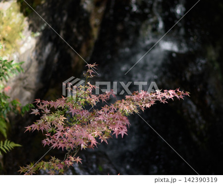 A serene natural scene featuring a maple tree branch with delicate pink leaves in sharp focus against a blurred background A serene natural scene featuring a maple tree branch with delicate pink leaves in sharp focus against a blurred background 142390319