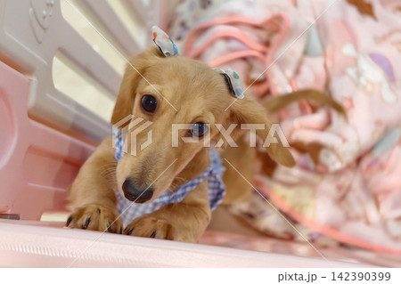 dachshund puppy dog wear blue dress and bow in dog cage dachshund puppy dog wear blue dress and bow in dog cage 142390399