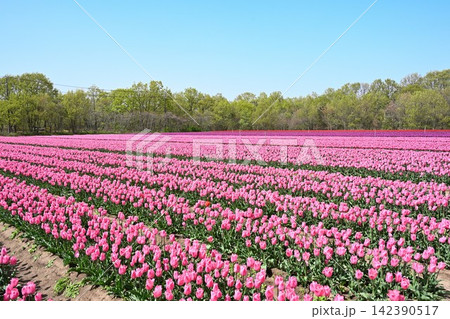 紫とピンクの花が一面に広がるチューリップ畑(新潟県胎内市) 紫とピンクの花が一面に広がるチューリップ畑(新潟県胎内市) 142390517