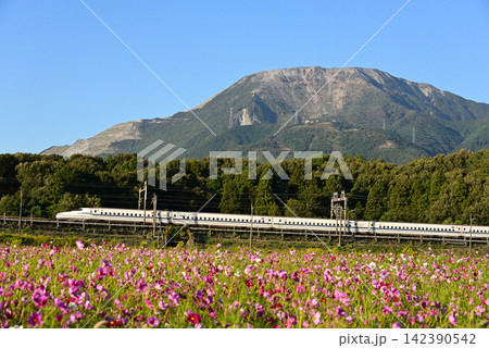 伊吹山を背景に満開のコスモス畑を走る新幹線1 伊吹山を背景に満開のコスモス畑を走る新幹線1 142390542