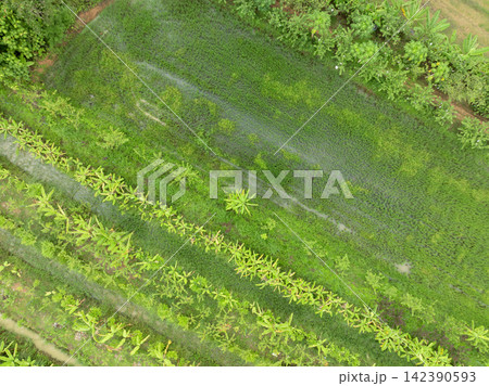 Aerial view of mixed tropical agriculture with rice paddy, banana trees and multiple crops during wet season. Food sustainability, biodiversity and resilient food security. Sustainable farming. Aerial view of mixed tropical agriculture with rice paddy, banana trees and multiple crops during wet season. Food sustainability, biodiversity and resilient food security. Sustainable farming. 142390593