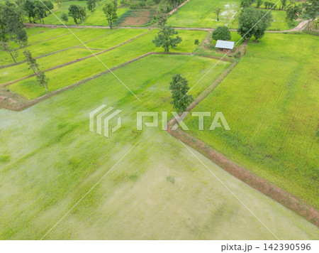 Drone view rice fields, rural farm plots and water filled paddies during wet season. Sustainable farming, food security, water management and agricultural resilience. Climate resilient food production Drone view rice fields, rural farm plots and water filled paddies during wet season. Sustainable farming, food security, water management and agricultural resilience. Climate resilient food production 142390596