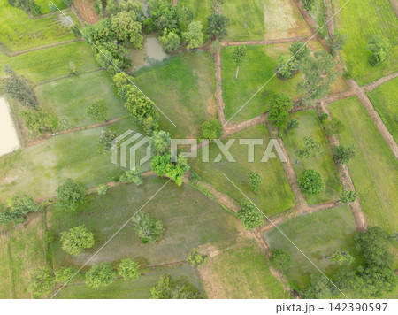 Aerial view of small rice paddies and farm pond during rainy season, showing young green crops and scattered trees in rural farmland for sustainable agriculture, food security and water management. 142390597