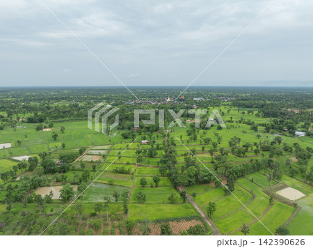 Green rice paddies, trees and rural community beneath cloudy monsoon sky. Tropical farmland during growing season for agriculture, food security and sustainable development. Countryside livelihood. 142390626