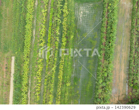Diversified farmland. Integrated farming, food security, biodiversity and sustainable land use. Sustainable agriculture. Regenerative agriculture, rural sustainability and resilient food production. 142390629