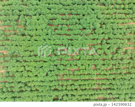 Aerial view of green cassava plantation growing in tropical farmland during rainy season, drought tolerant food crop. Sustainable agriculture, food security and climate resilience. Climate adaptation. Aerial view of green cassava plantation growing in tropical farmland during rainy season, drought tolerant food crop. Sustainable agriculture, food security and climate resilience. Climate adaptation. 142390632