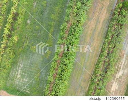 Aerial top down view of diversified tropical farmland with banana rows, green crops and waterlogged fields during rainy season. Sustainable agriculture and rural food production. Sustainable land use. Aerial top down view of diversified tropical farmland with banana rows, green crops and waterlogged fields during rainy season. Sustainable agriculture and rural food production. Sustainable land use. 142390635