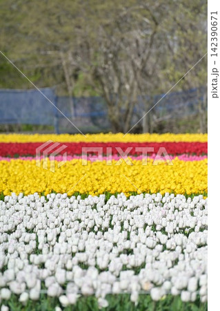 春の長池憩いの森公園に咲くチューリップ（新潟県胎内市） 142390671