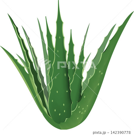 Aloe vera plant growing with lush green leaves on white background 142390778
