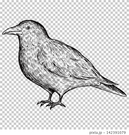 A cute, retro-style hand-drawn illustration of a crow (line art only) A cute, retro-style hand-drawn illustration of a crow (line art only) 142391079