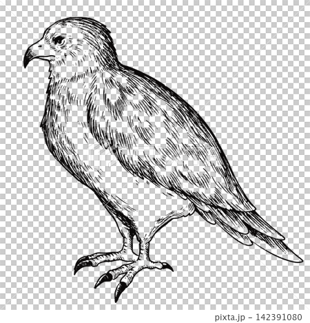 A cute, retro-style hand-drawn illustration of an eagle (line art only) 142391080