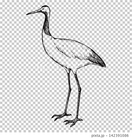 レトロで可愛い鶴の手描きのイラスト 線画のみ レトロで可愛い鶴の手描きのイラスト 線画のみ 142391086