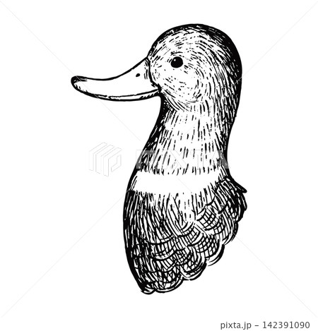 レトロで可愛いマガモの頭の手描きのイラスト　線画のみ 142391090