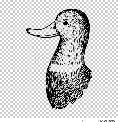 レトロで可愛いマガモの頭の手描きのイラスト　線画のみ 142391090