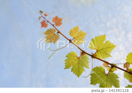 Close-up of young grapevine leaves growing on a vine branch under sunlight with a clear blue sky background. Concept of natural growth, agriculture, vineyard, organic farming. 142391128
