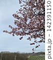 丘に咲く一本桜 142391150