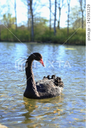 ラインアウエの湖を泳ぐ黒鳥 142391229