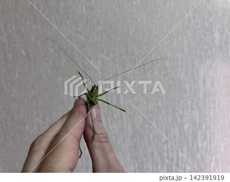 Grasshopper held in human hand Grasshopper held in human hand 142391919