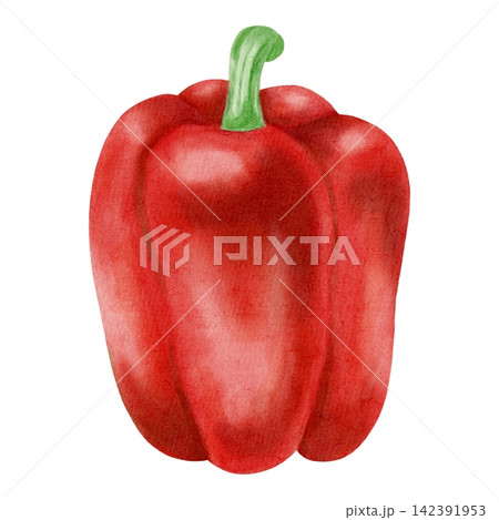 Watercolor illustration of fresh red bell peppers. Hand-drawn illustration of ripe sweet paprika isolated on a white background. Ideal for harvest, farming, vegetable markets, and grocery store themes Watercolor illustration of fresh red bell peppers. Hand-drawn illustration of ripe sweet paprika isolated on a white background. Ideal for harvest, farming, vegetable markets, and grocery store themes 142391953