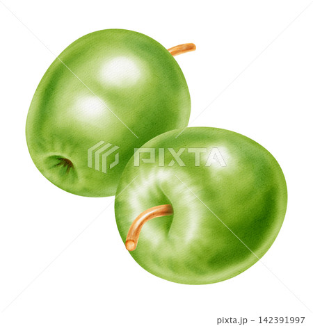 Watercolor illustration of a whole fresh green apple with cut slice and half core isolated on white background. Perfect for product logo, market posters, food packaging, textile patterns Watercolor illustration of a whole fresh green apple with cut slice and half core isolated on white background. Perfect for product logo, market posters, food packaging, textile patterns 142391997