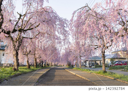 日中線のしだれ桜 日中線のしだれ桜 142392784