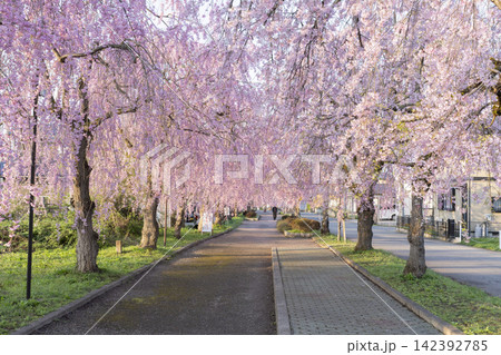 日中線のしだれ桜 日中線のしだれ桜 142392785