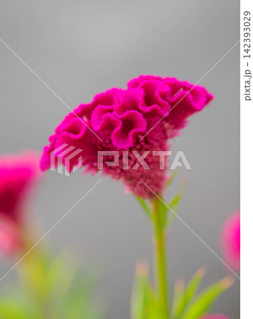 真夏の花壇を彩るケイトウの花 142393029