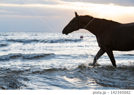 beautiful chestnut horse swimming in storm bay against dramatic sunset background. beautiful chestnut horse swimming in storm bay against dramatic sunset background. 142393082
