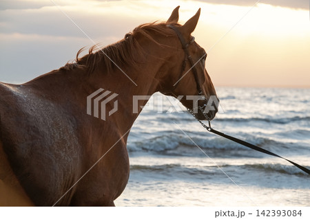art shot with beautiful golden chestnut horse posing at bay at sunset. close up art shot with beautiful golden chestnut horse posing at bay at sunset. close up 142393084