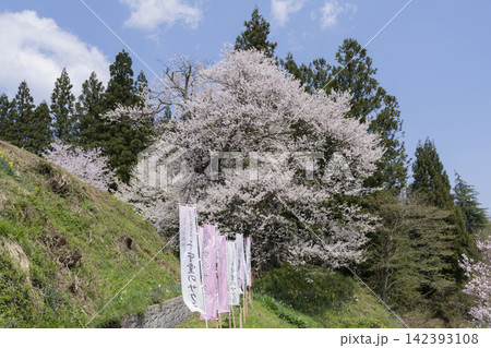 子守堂の桜 子守堂の桜 142393108