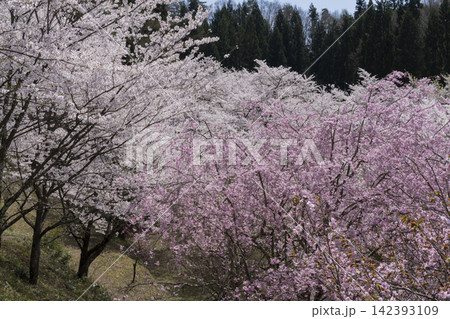 殿入公園の桜 殿入公園の桜 142393109