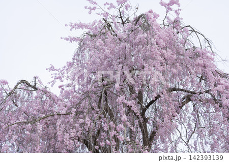 しだれ桜 しだれ桜 142393139