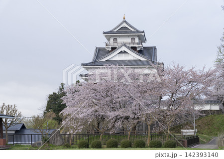上山城と桜 上山城と桜 142393140