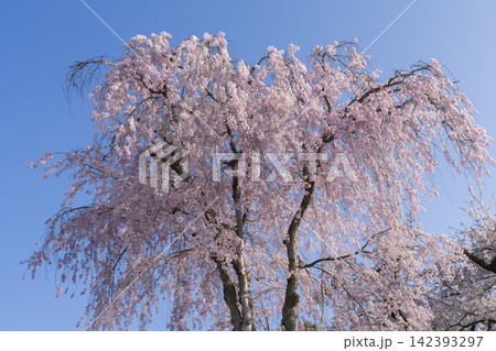 しだれ桜 しだれ桜 142393297
