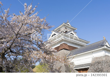 上山城と桜 上山城と桜 142393301
