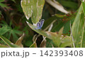 葉に停まるヒメシジミのオス 142393408