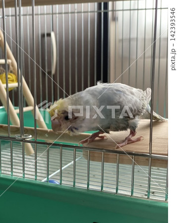 ケージの中で可愛らしく佇むセキセイインコ 142393546