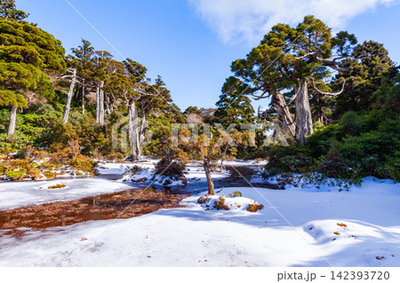 世屋久島世界自然遺産 高層湿原小花之江河(冬 世屋久島世界自然遺産 高層湿原小花之江河(冬 142393720