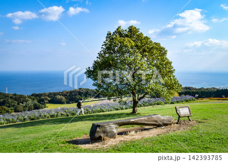 淡路島、あわじ花さじき県立公園の風景 淡路島、あわじ花さじき県立公園の風景 142393785
