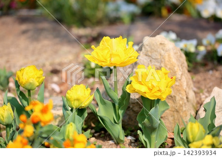 明るい　バラ咲き　チューリップの花 142393934