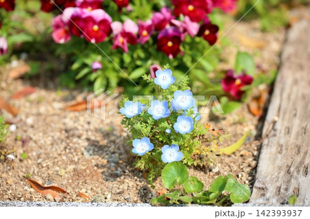 爽やか　ネモフィラの花 142393937