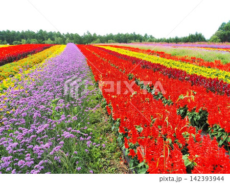 長野県　色彩豊かな花畑　8月 142393944
